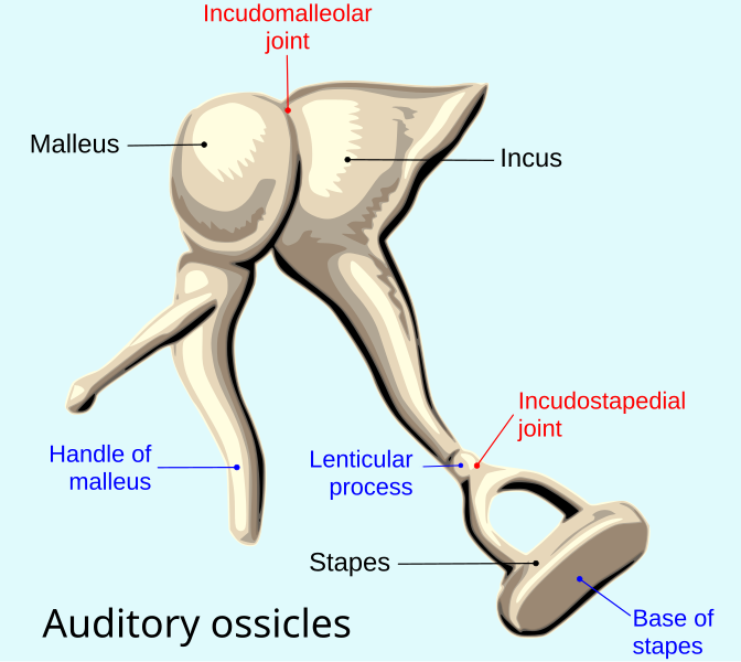 File:Auditory ossicles-en.svg