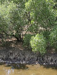 Black mangroves are found on higher ground behind the red mangroves