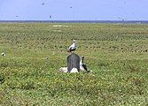 Masked booby on gravestone