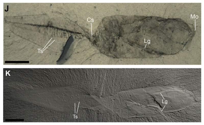 File:Banffia-constricta-fossils.png