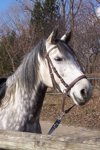 File:Bridle without bit.jpg