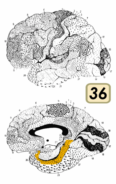 File:Brodmann Cytoarchitectonics 36.png