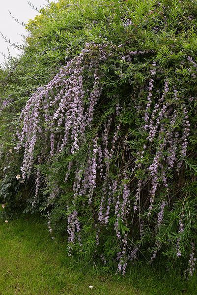 File:Buddleja alternifolia A.jpg