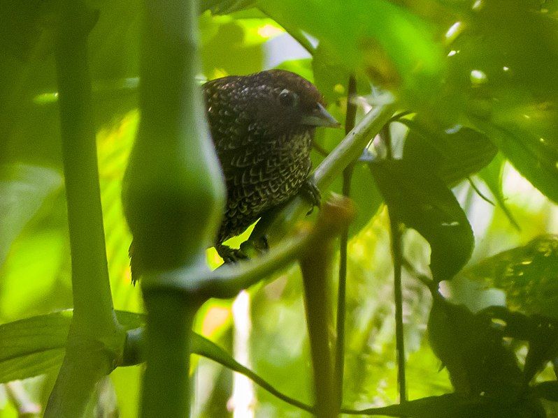 File:Cachar Wedge-billed Babbler.jpg