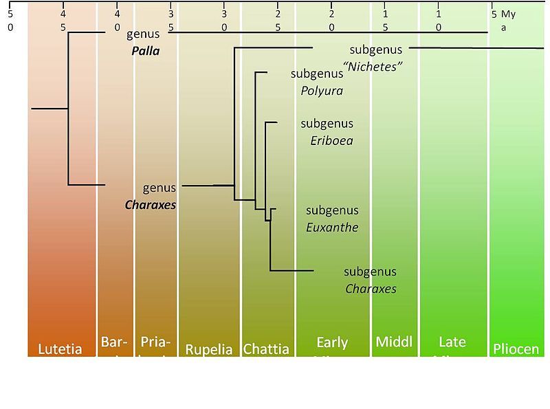 File:Charaxes basal cladogram.jpg