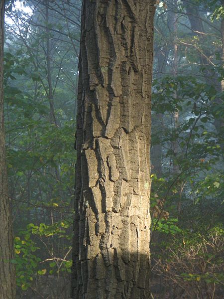 File:Chestnut Oak Bark.jpg