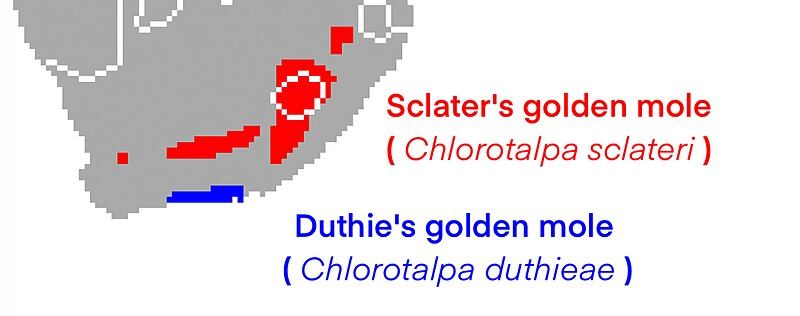 File:Chlorotalpa range.jpg