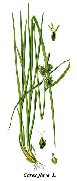 File:Cleaned-Illustration Carex flava.jpg