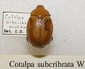 Cotalpa subcribrata