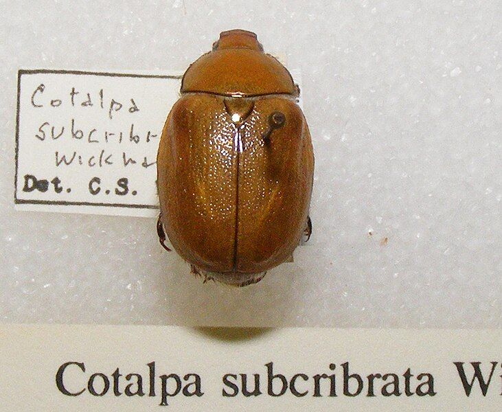 File:Cotalpa subcribrata sjh.jpg