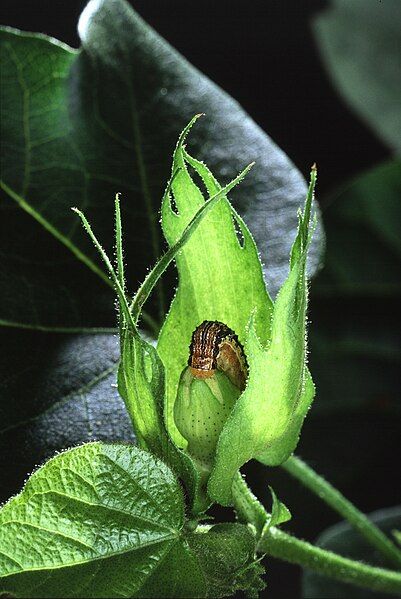 File:Cotton bullworm.jpg