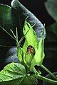 A cotton bollworm eating a boll