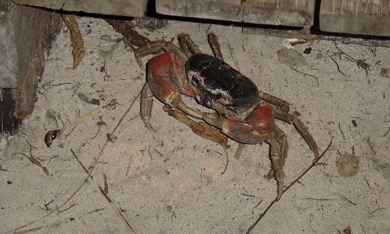 File:Crab similan islands.JPG