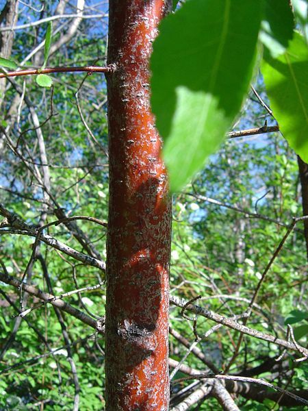 File:Crataegus saligna 2.jpg