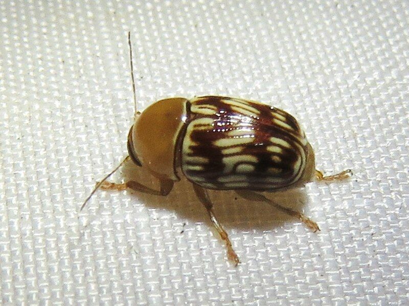 File:Cryptocephalus fulguratus.jpg