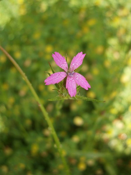 File:Dianthus armeria RHu.JPG