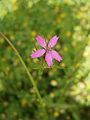 Dianthus armeria