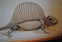 Mounted skeleton of Dimetrodon milleri, Harvard Museum of Natural History