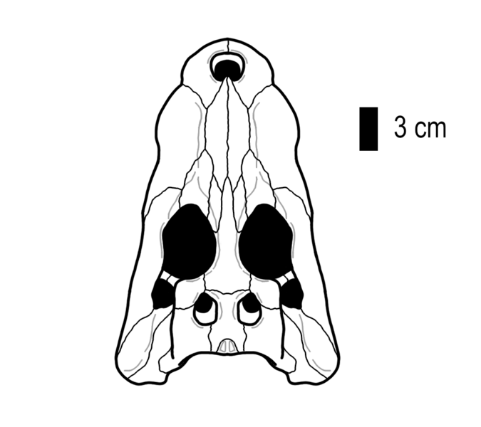 File:Dongnaosuchus skull reconstruction.png