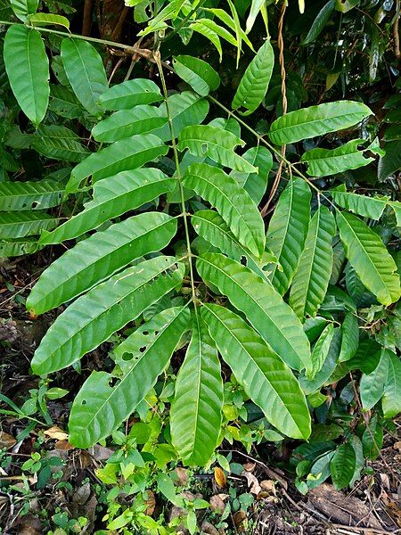 File:Dysoxylum-pettigrewianum-SF22193-01.jpg