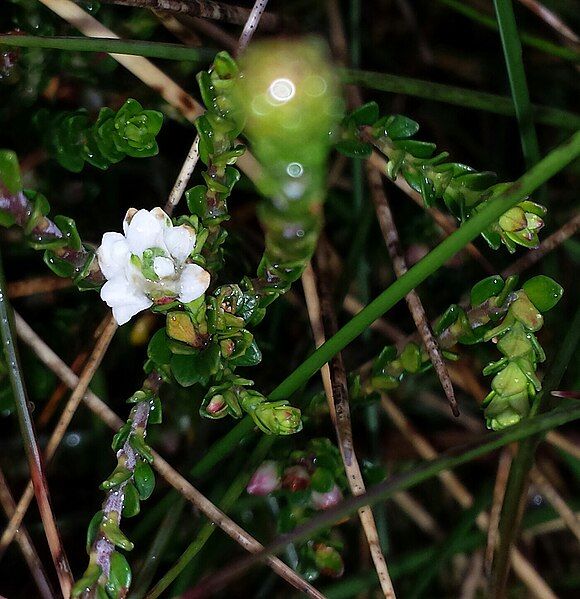 File:Epacris celata.jpg