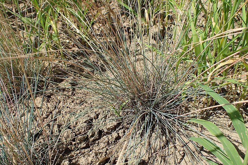 File:Festuca psammophila kz01.jpg