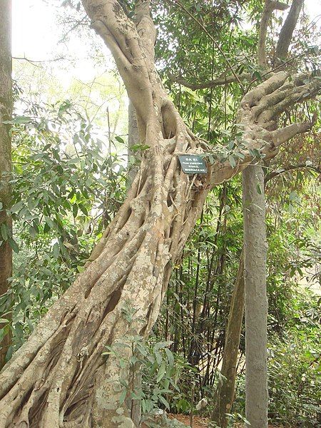 File:Ficus glaberrima.jpg