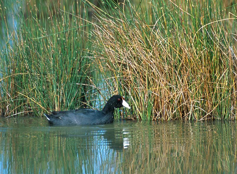 File:Fulica alai.jpg