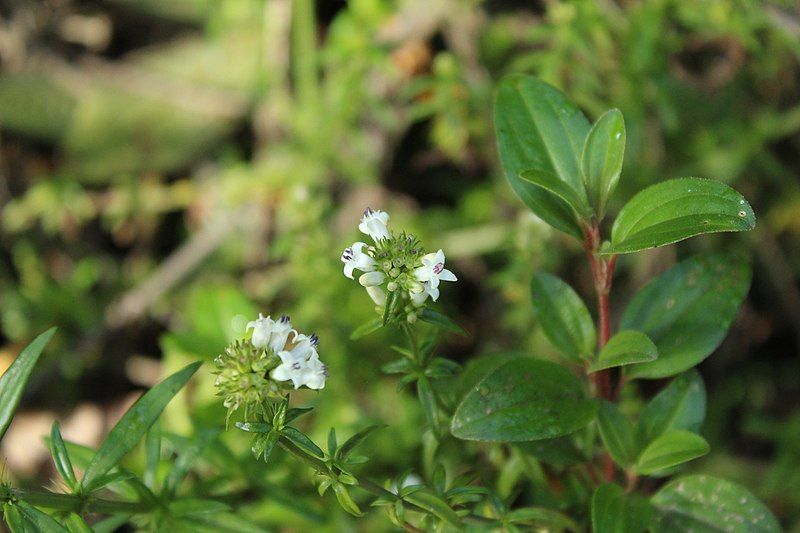 File:Galianthe bogotensis.jpg