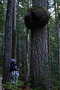 A giant burl near Solduc Falls in the Olympic National Park