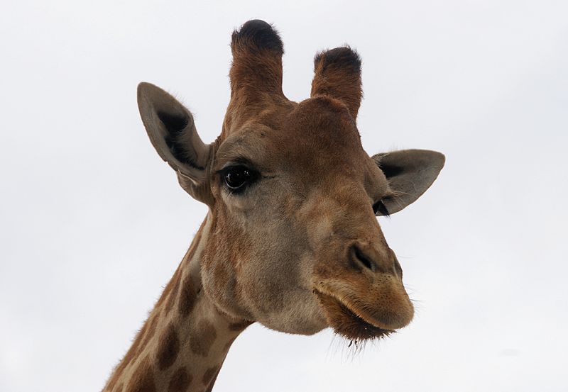 File:Giraffe July 2008-1.jpg