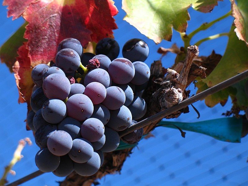 File:Grenache noir grapes.jpg