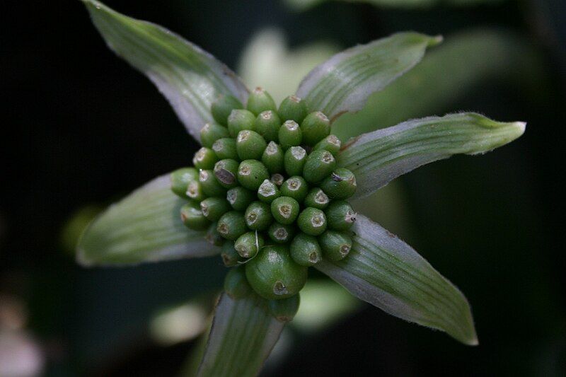 File:Haemanthus albiflos01.jpg