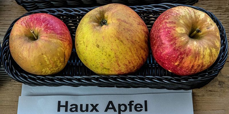 File:Haux Apfel jm55252.jpg