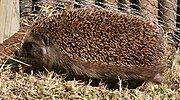 Gray and white hedgehog