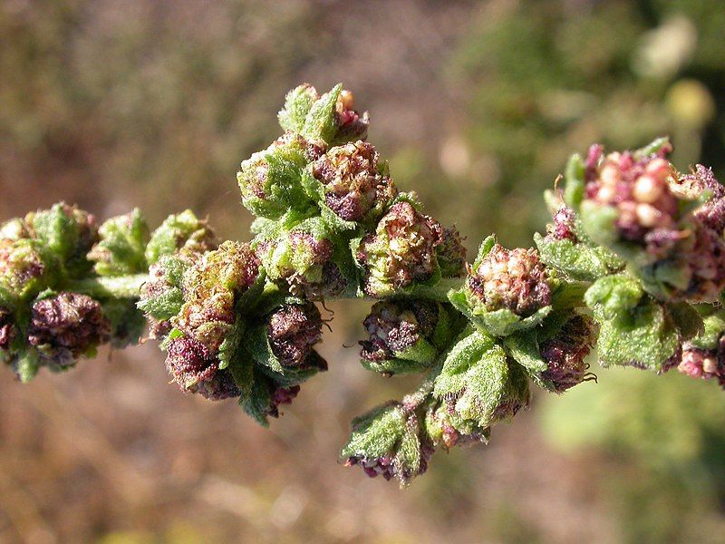 File:Iva xanthifolia (5091404844).jpg