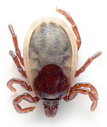 A tick of the species Ixodes ricinus