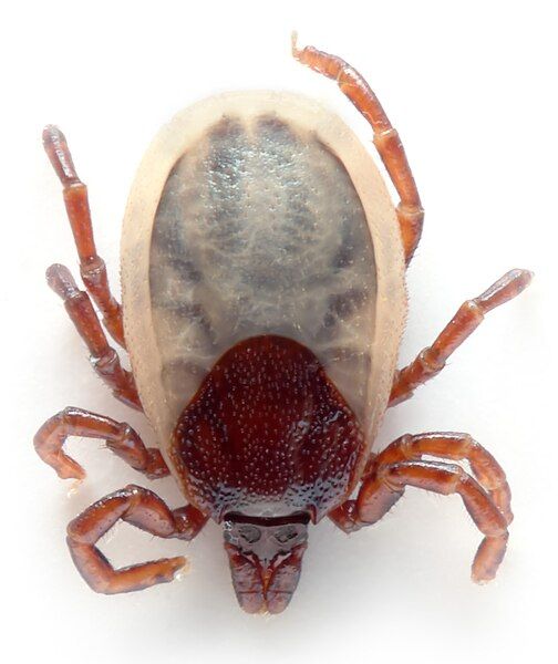 File:Ixodes hexagonus (aka).jpg