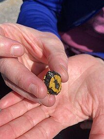 Hatchling plastron, Florida