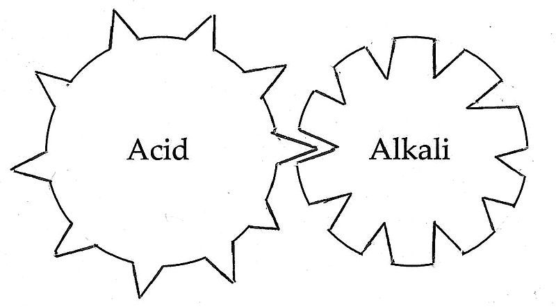 File:Lemery's-corpuscles.jpg