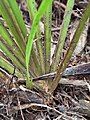 Leaves arizing from the rhyzome of Libertia flaccidifolia