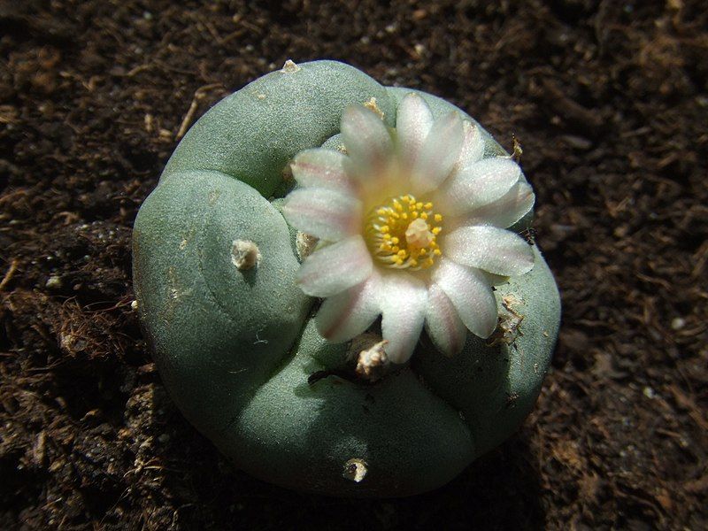 File:Lophophora williamsii.jpg