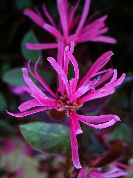 File:Loropetalum-chinensis-rubrum.jpg