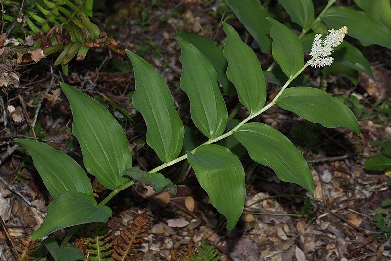 File:Maianthemum racemosum 4930.JPG