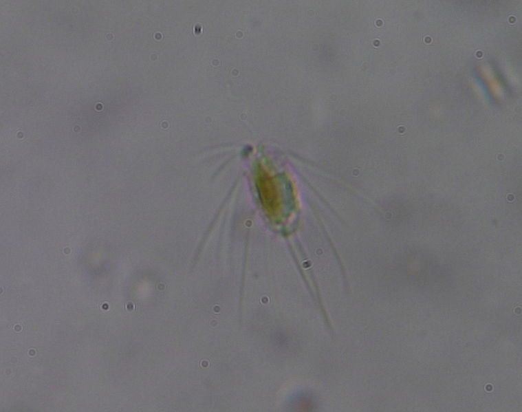 File:Mallomonas sp Minohigemusi3a.JPG