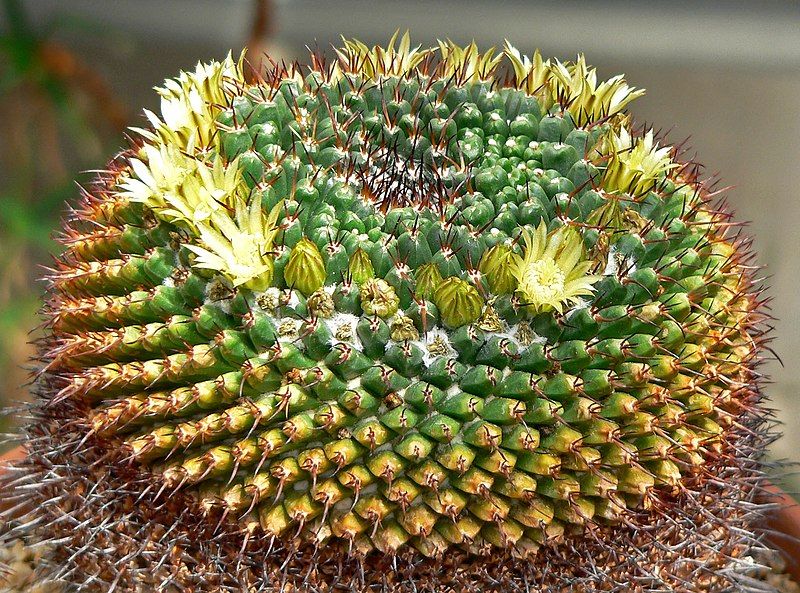 File:Mammillaria gigantea 1.jpg