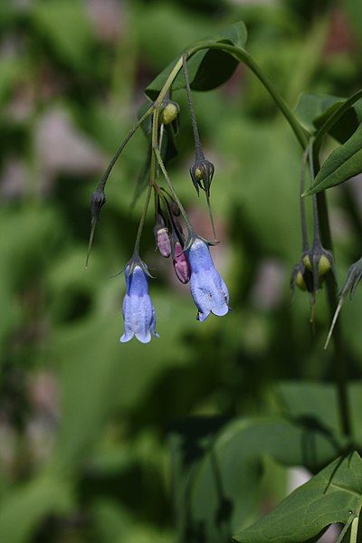 File:Mertensia paniculata 1011.JPG