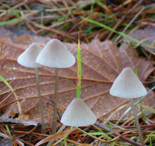 File:Mycena metata.png