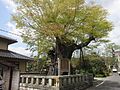 Keyaki Tree（Tsuyama City Natural Monument）