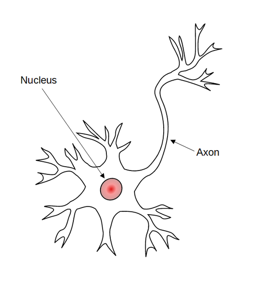 File:Nerve cell.png